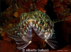 Lizard fish by Alberto Gallucci 
